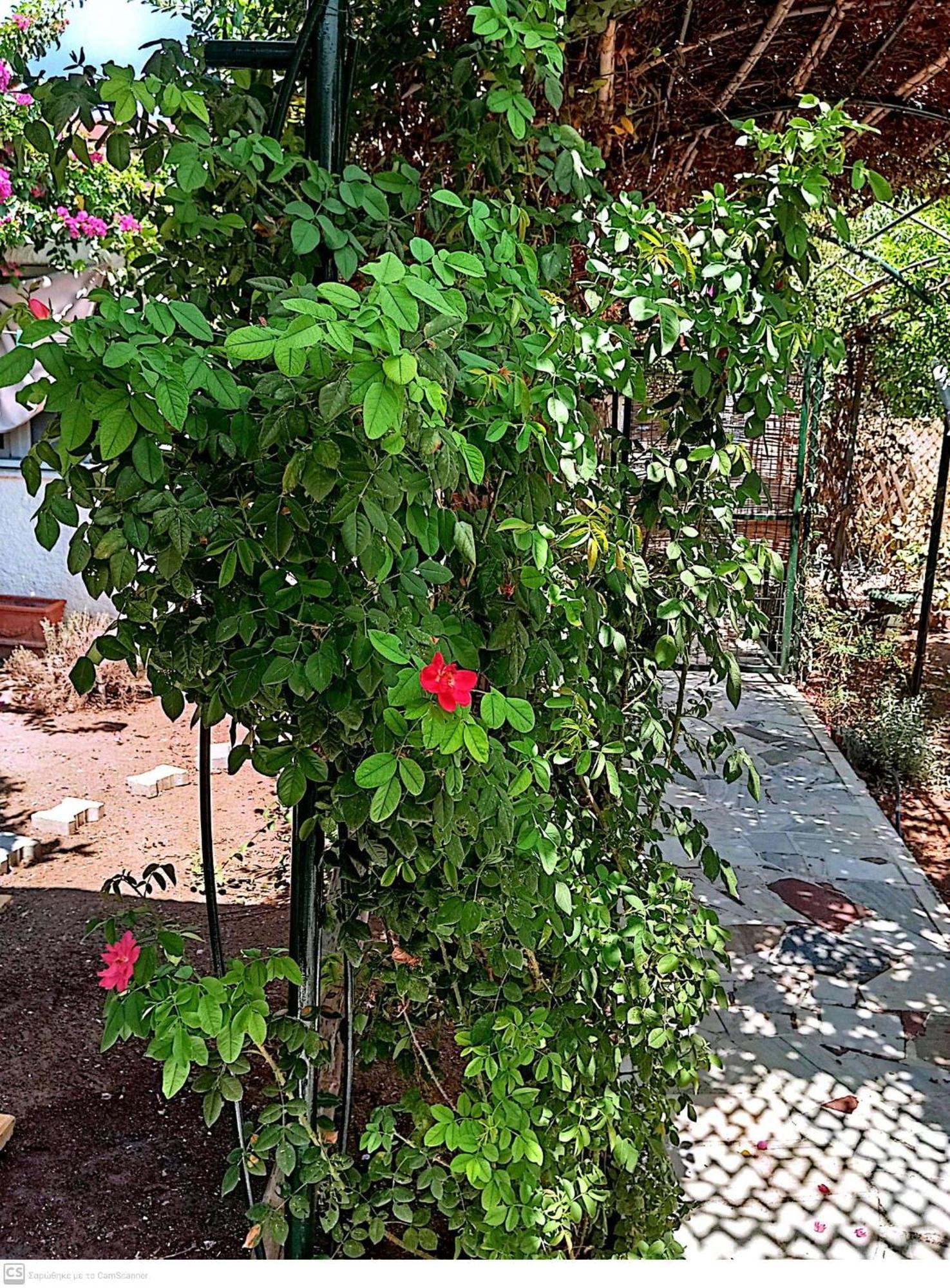 Εξοχικό Maria Vila Ambelakia Exterior foto